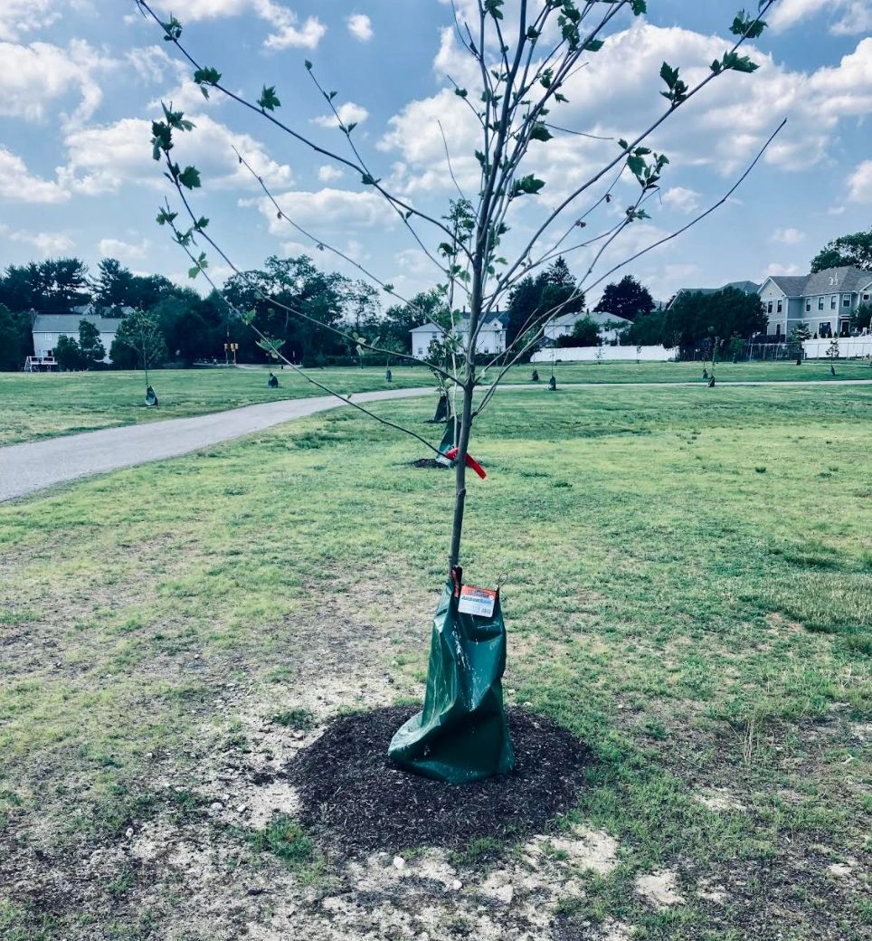 A newly planted 4C tree in the field behind my kids' school, May 2021