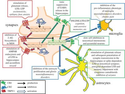 Endocannabinoid System (ECS)