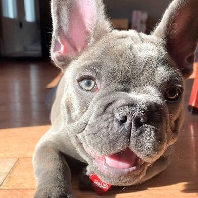 We had an AMAZING experience with Blue Charcoal frenchies. As first time Frenchie owners, we were to