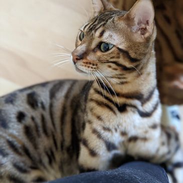 Bengal Cat
