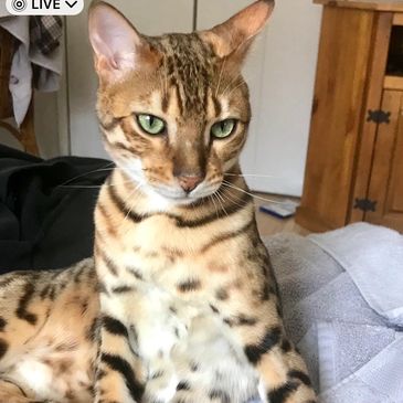 Bengal Cat