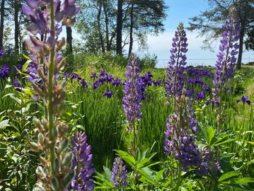 Lupine Foot Cleanse