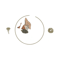 Fast Forager Mushroom Company