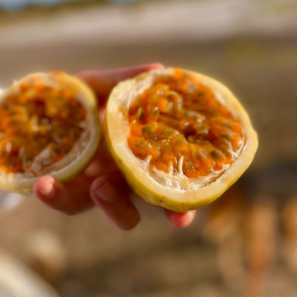 passionfruit