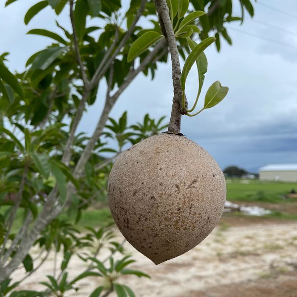 sapodilla