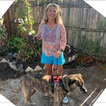 Daily dog walking in backyard by insured pet sitter in Pinellas County
