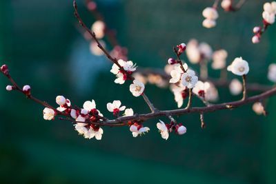 Budding Magnolia Branch