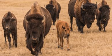 A healthy bison herd grazing in an open Wyoming pasture during the summer rutting season.