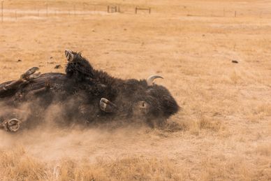 Bison bull wallowing