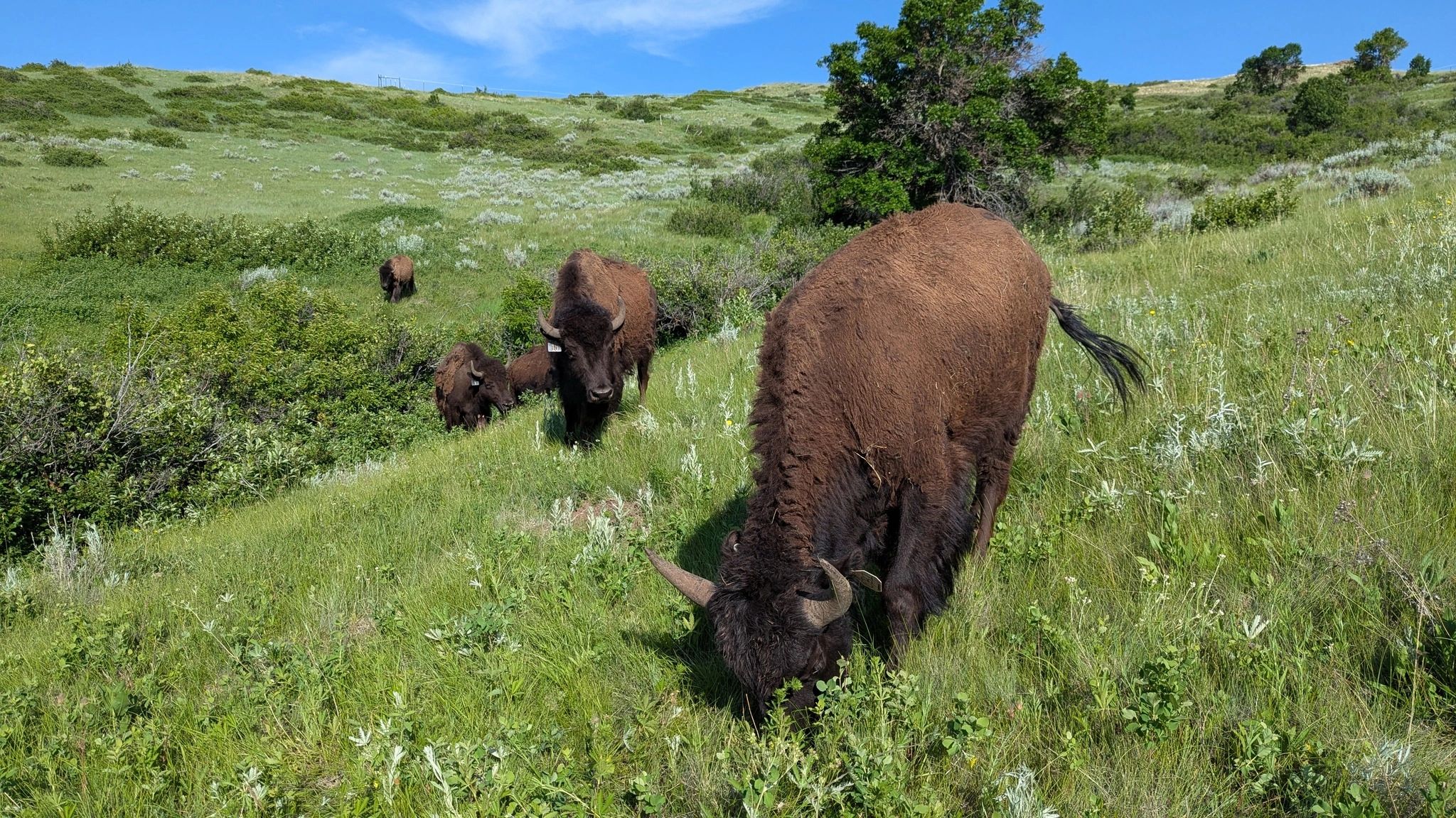 Bison on a Sheridan ranch raised using low-stress handling and sustainable land management practices
