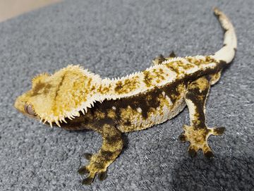 A crested gecko on a gray surface.