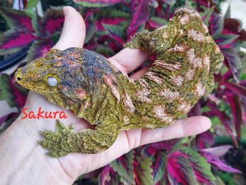 A large, textured gecko on a hand with colorful plants in the background.