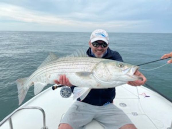 Big Striper