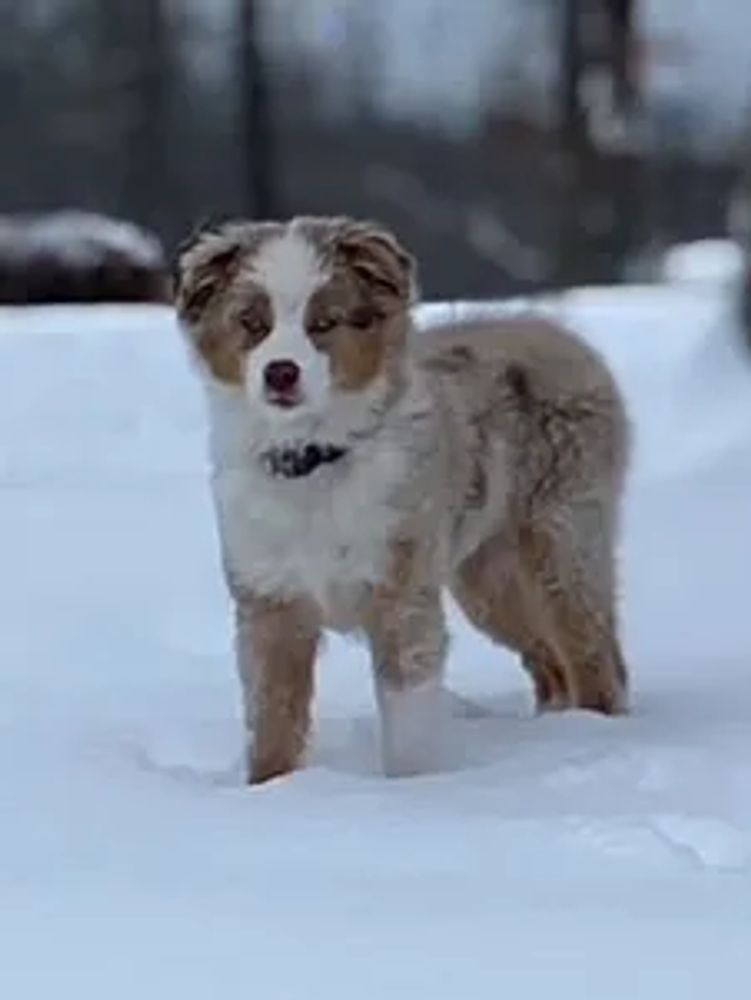 Australian Shepard Freeman Family Farm & Mini Aussies