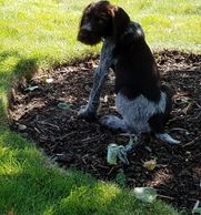 Prep your dog for finding bird hunting spots. Public land and Walk-in hunting tips for dog owners.