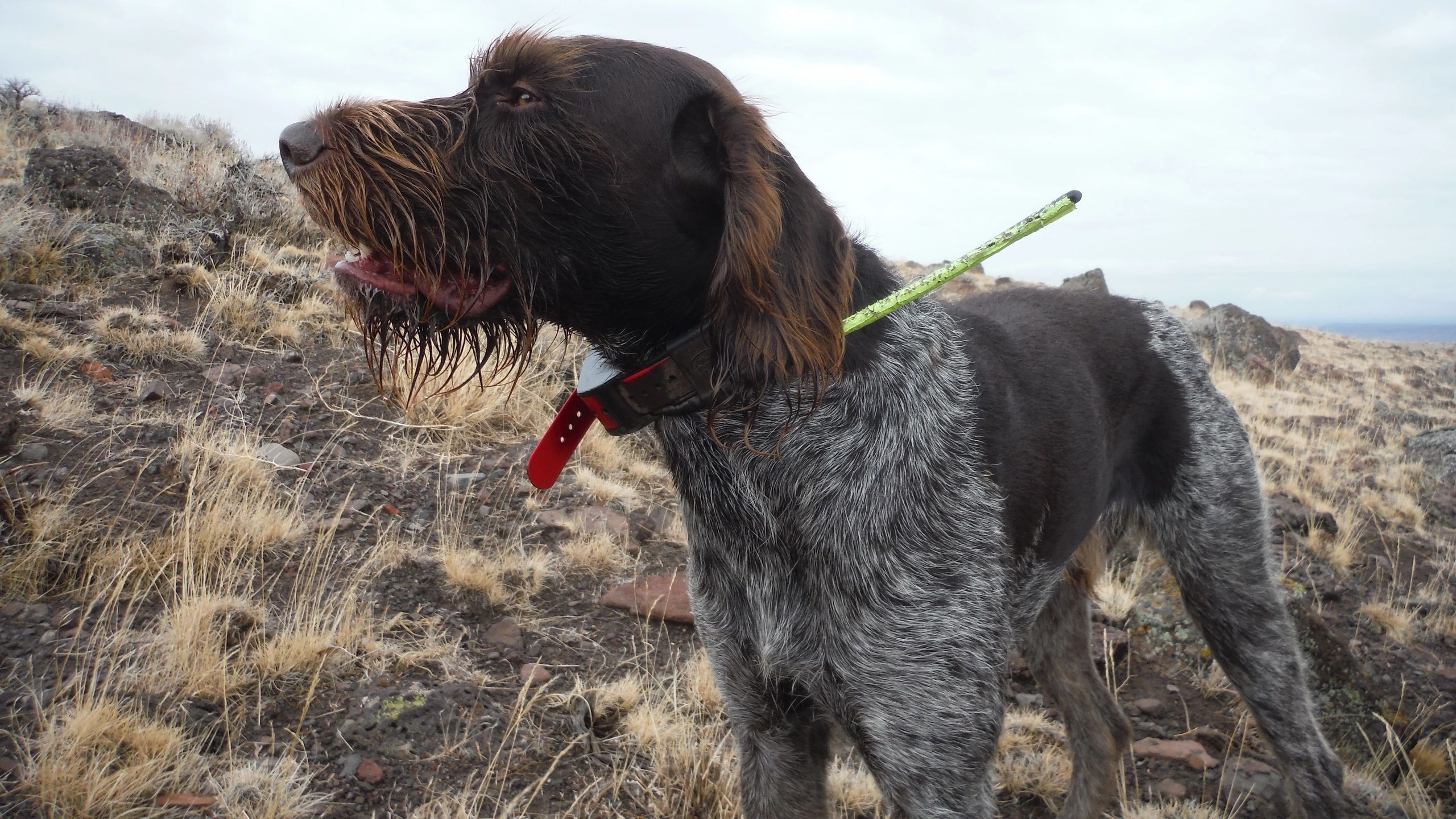 Tailgate exam, part 3 the "steering wheel" of your hunting dog
