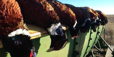 Public pheasant hunting - other walk-in bird hunting spots. Finding bird hunting spots.