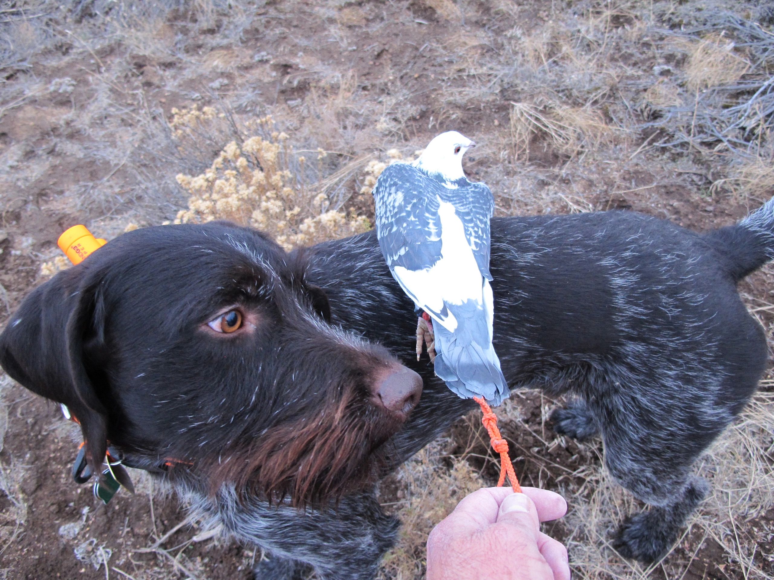Bird dog training In praise of pigeons