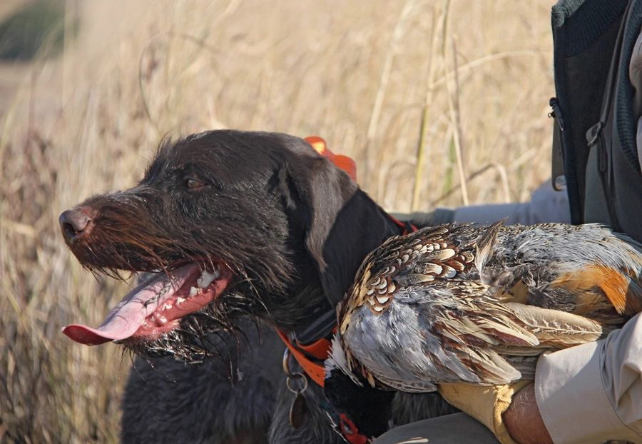 Praise or correction, everything is relative to your bird dog