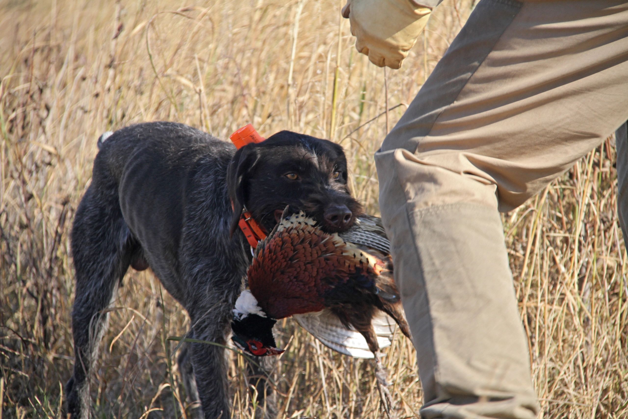 Should You Neuter A Hunting Dog
