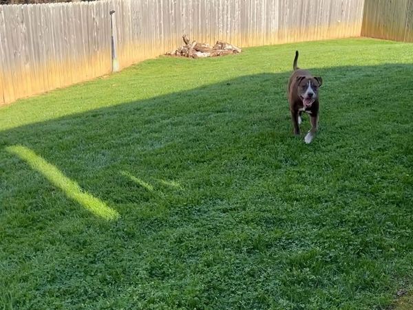 Happy, alert dog is walking through a lush, green fenced-in lawn.