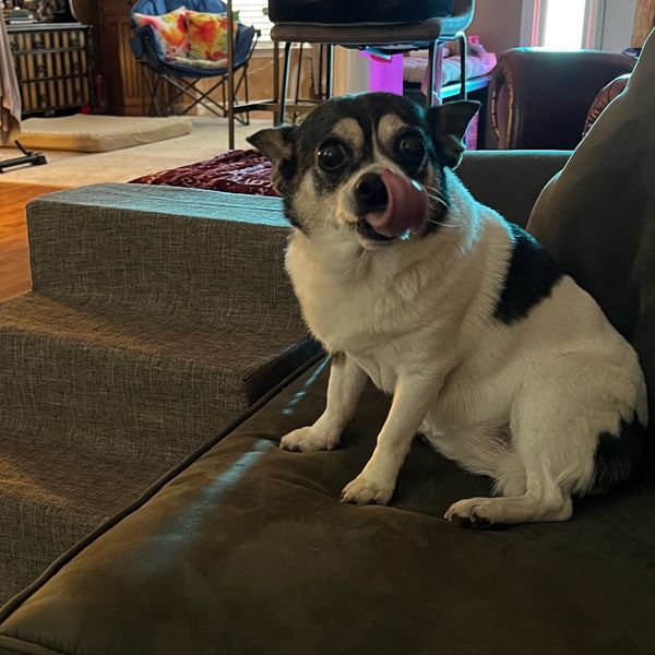 Chihuahua licking her lips and sitting comfortably on a sofa. Mini dog stairs to help climb to sofa.