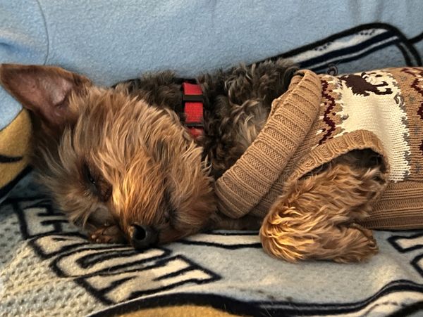 Dog sleeping comfortably on a favorite blanket