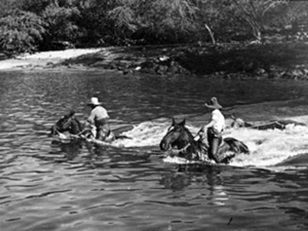 Paniolos Swimming Cattle To Ship