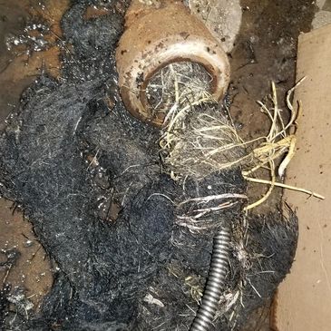 root intrusion in sewer main