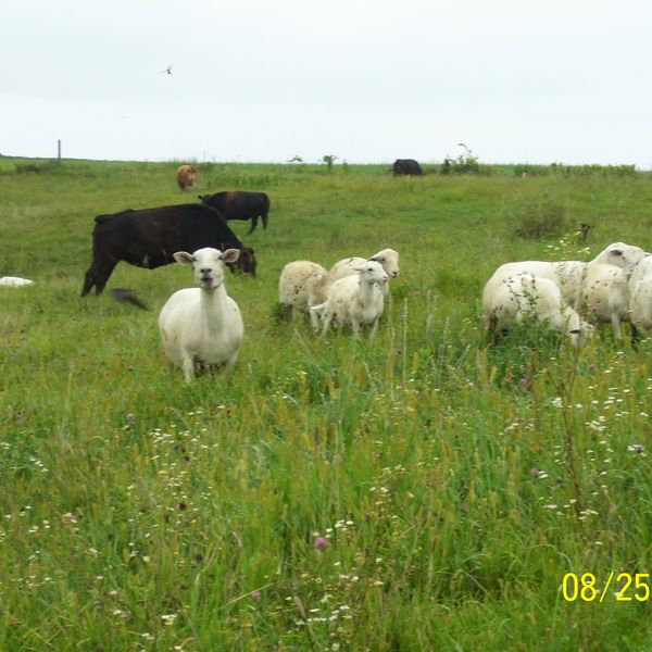 Beefalo and Katahdin Hair Sheep grazing the pastures together