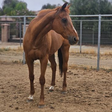 Brown horse standing in a fenced dirt area.