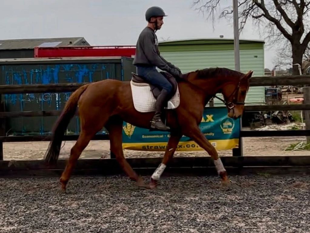 Chestnut thoroughbred for sale