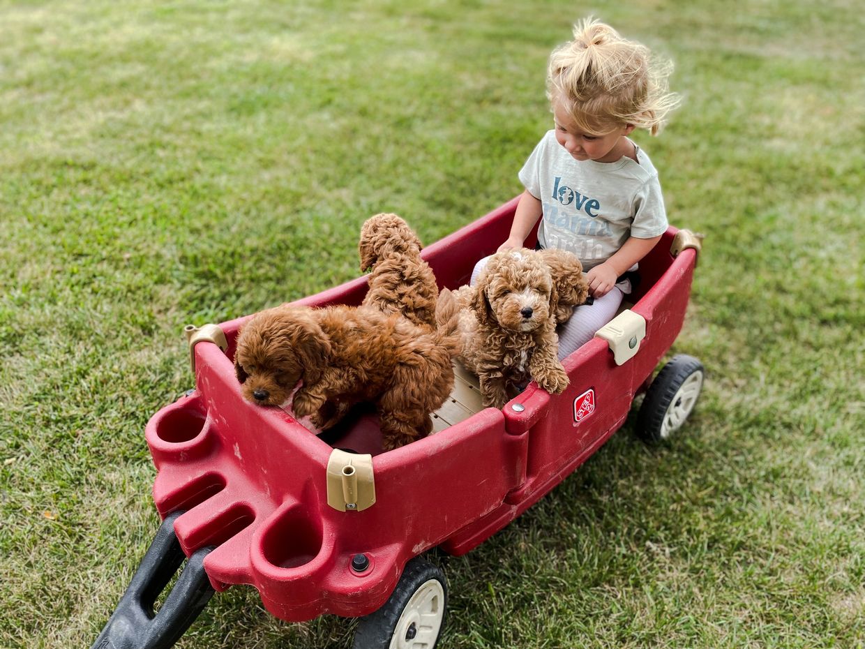 Goldendoodle puppies and our daughter. 
