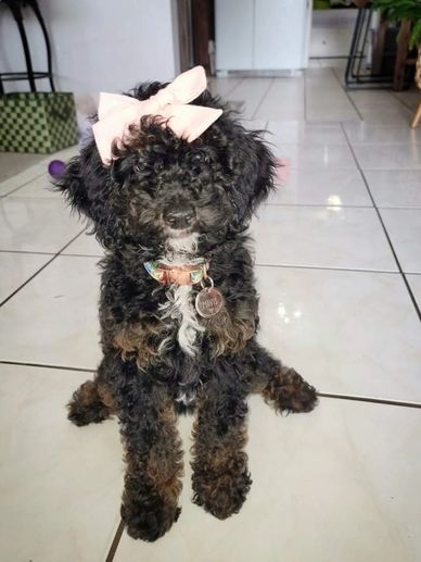 goldendoodle puppy with bow