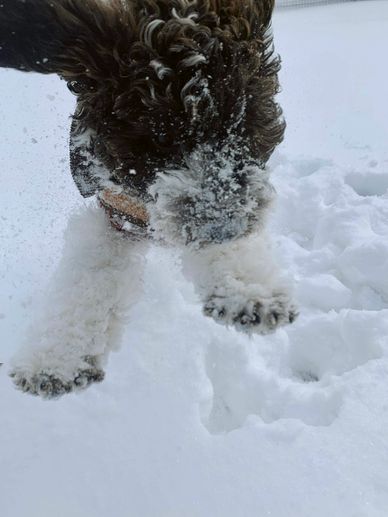 goldendoodle puppy in snow