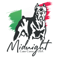 Midnight Cane Corso USA