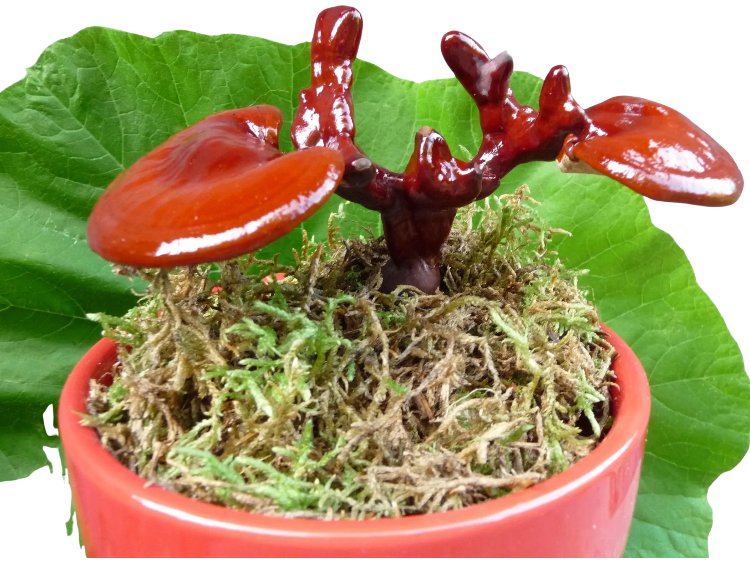 eisendünger bonsai Eisenchelat Dünger 240 ml