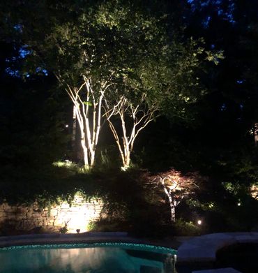Beautifully lit Crepe Myrtles.