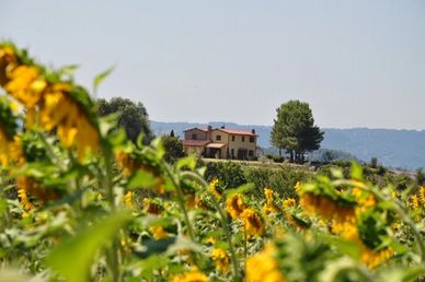 View of Casa Le Crete amidst the sunflowers in summer