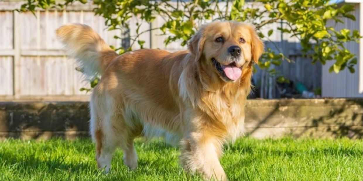 Buddy Elite Golden Retrievers Ltd