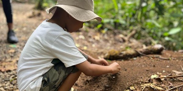 kid learning about leaf cutter ants ate the rain forest
