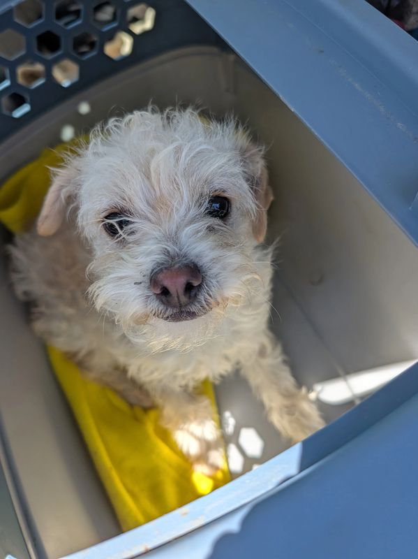 Small white fluffy dog sitting inside a pet carrier with a yellow blanket.