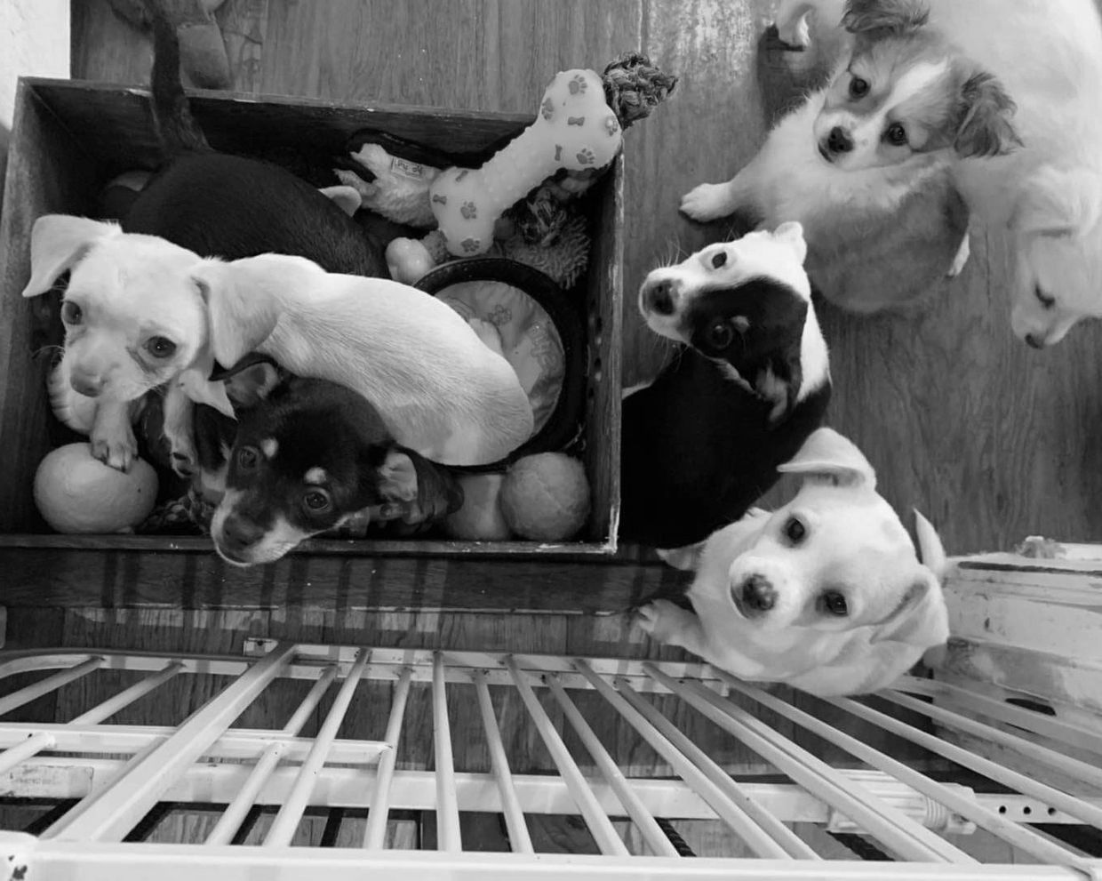 Dogs for Adoption - 4ever Yours Rescue Inc