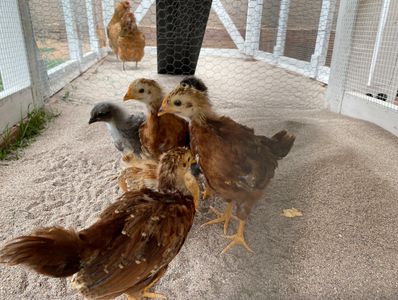 Baby Chickens