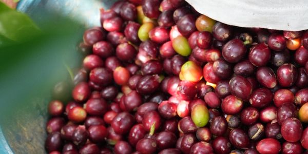 Selección de cada grano de cafe