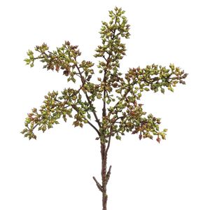 Green Sedum Pick12"