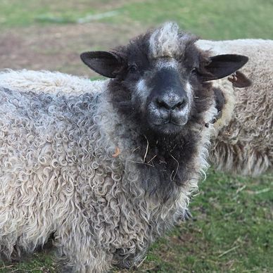 A curly-fleeced sheep with a dark face and ears standing on grass.