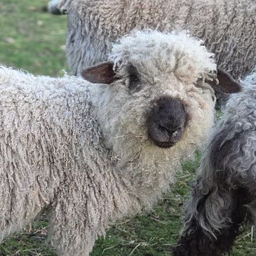 A close-up of a fluffy sheep with curly wool outdoors.