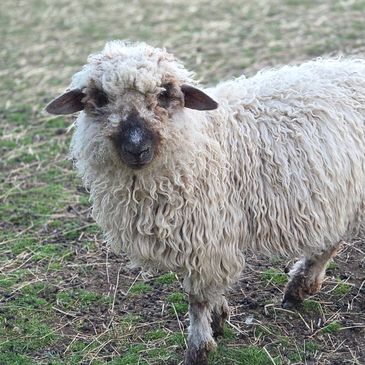 Curly white sheep standing on grassy ground outdoors.