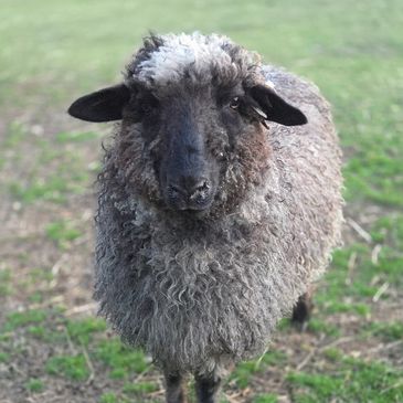 Curly black and gray sheep standing on grass.